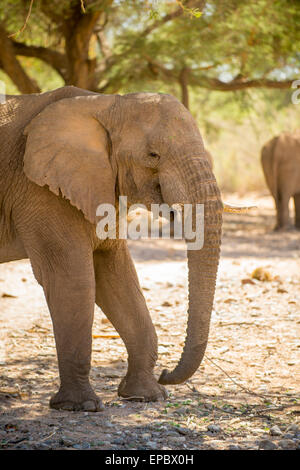 Africa, Namibia. Focus on wild elephant. Stock Photo