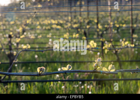 Springtime buds on grape vines in the late afternoon light in the Eola-Amity Hills AVA near Salem, Oregon. Stock Photo