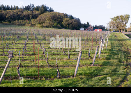 Witness Tree Vineyard is named for an ancient oak tree, which towers over their 100-acre estate outside of Salem, Oregon. Stock Photo