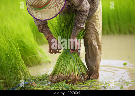 Transplanting rice; Battambang, Cambodia Stock Photo