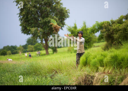 Transplanting rice; Battamburg, Cambodia Stock Photo