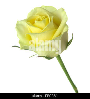 half opened yellow-green rose isolated on white background Stock Photo