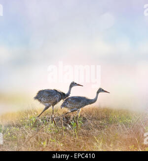 Sandhill Crane Chicks Walking At Sunrise Stock Photo