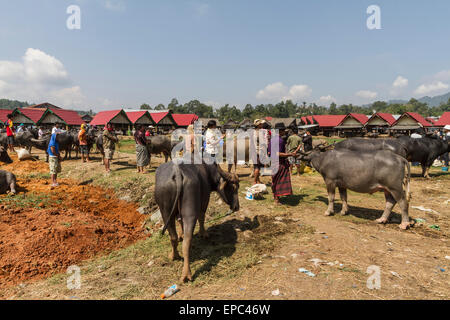 People and water buffaloes at the Bolu livestock market, Rantepao, Toraja Land, South Sulawesi, Indonesia Stock Photo