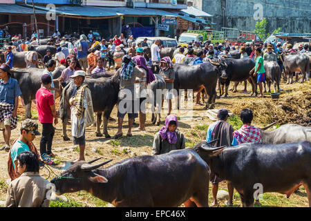 People and water buffaloes at the Bolu livestock market, Rantepao, Toraja Land, South Sulawesi, Indonesia Stock Photo