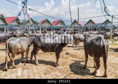 Water buffaloes at the Bolu livestock market, Rantepao, Toraja Land, South Sulawesi, Indonesia Stock Photo