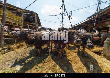 Water buffaloes at the Bolu livestock market, Rantepao, Toraja Land, South Sulawesi, Indonesia Stock Photo