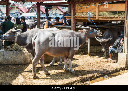 People and water buffaloes at the Bolu livestock market, Rantepao, Toraja Land, South Sulawesi, Indonesia Stock Photo