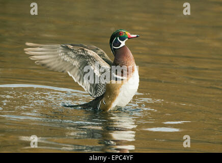 Wood Duck, (Aix sponsa) drake shaking off water, Victoria BC, Canada, WILD Stock Photo