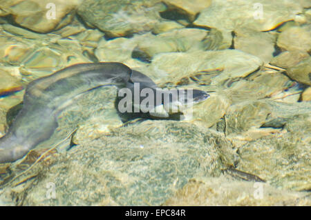 Freshwater Eel in Clear Stream Stock Photo