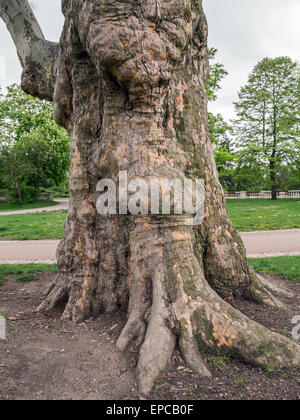 Giant sycamore tree trunk growing in the park Stock Photo