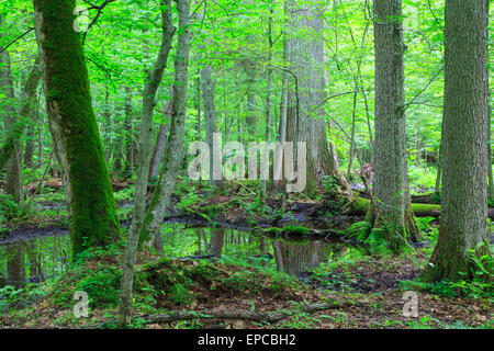 Moss wrapped trees by water in old natural summertime deciduous stand of Bialowieza Forest Stock Photo