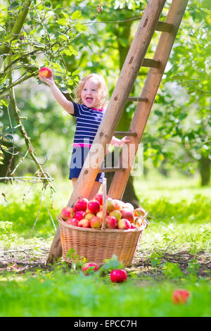 Adorable little toddler girl with curly hair wearing a blue dress climbing a ladder picking fresh apples in fruit garden Stock Photo