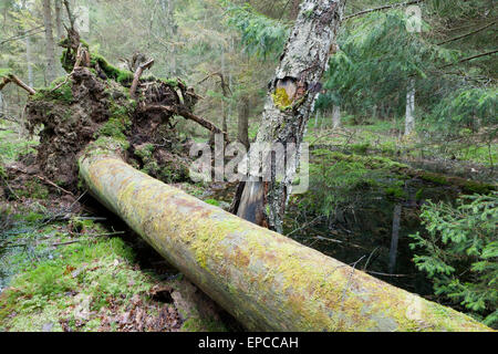 Broken pine tree trunk lying next to old birch with water in background Stock Photo