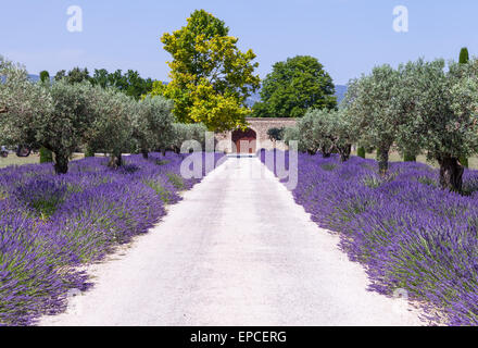 Provence, France. Lavander field during summer season. Stock Photo