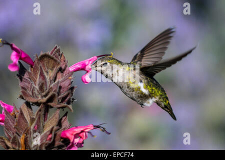 anna's hummingbird, calypte anna Stock Photo