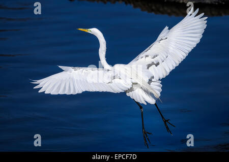 ardea alba, great egret Stock Photo