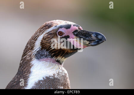 humboldt penguin, spheniscus humboldti Stock Photo