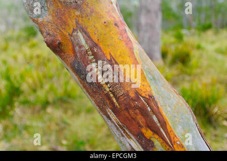 Scribbly Gum (Eucalyptus racemosa), Barrington Tops National Park, New South Wales, NSW, Australia Stock Photo