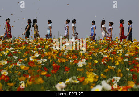 Rizhao, China's Shandong Province. 16th May, 2015. Models present cheongsams, a traditional Chinese women's dress also known as Qipao, during a cheongsam show in Rizhao, east China's Shandong Province, May 16, 2015. Sponsored by China Qipao Society, a worldwide cheongsam show was held Saturday, with the participation of some 150,000 cheongsam lovers from 420 branches of China Qipao Society around the world. © Fan Changguo/Xinhua/Alamy Live News Stock Photo