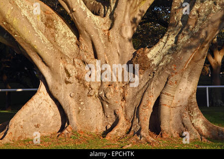 The buttress roots and base of a Moreton Bay Fig tree in Centennial Park, Sydney Stock Photo