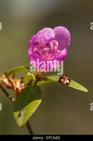 Ladybug and rhododendron flowers Altai Mountains, Siberia, Russia Stock Photo