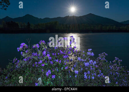 Rhododendron flowers over the Katun River in moon light. Altai Mountains, Siberia, Russia Stock Photo