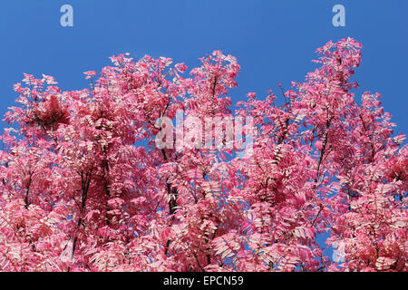 RHS Wisley Gardens, Surrey, UK. 16th May, 2015. The flame coloured leaves of the toona sinensis or flamingo tree against a blue sky at Wisley. The glorious sunshine drew the crowds and enhanced the dazzling display of colours at RHS Wisley today. The grass and trees are a lush green and the azaleas and rhododendrons are in full blooms creating a kaleidoscope of colours from vivid pinks and purples, through to orange, blues and white. Credit:  Julia Gavin UK/Alamy Live News Stock Photo