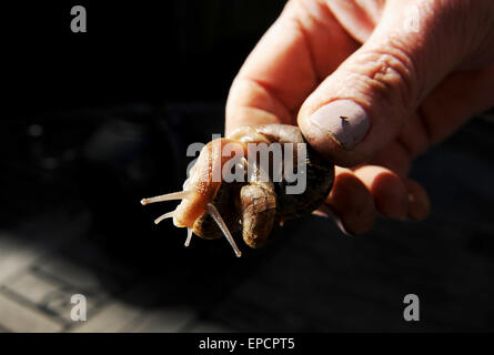 Common garden snail Cornu aspersum being picked up by female gardeners hand Stock Photo