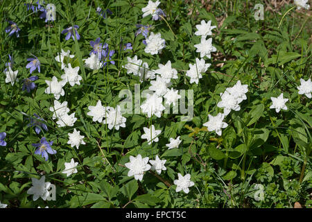 White Wood anemone flowers (Anemone nemorosa) closeup with green leaves. Stock Photo