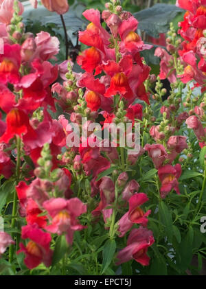 Red and pink snapdragon flowers, Antirrhinum majus, closeup in May. Stock Photo