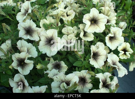 White petunia flowers with black pattern closeup full frame. Stock Photo