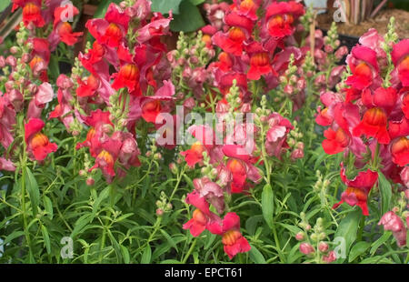 Red and pink snapdragon flowers, Antirrhinum majus, closeup in May. Stock Photo