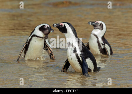 African penguins (Spheniscus demersus) in shallow water, Western Cape, South Africa Stock Photo