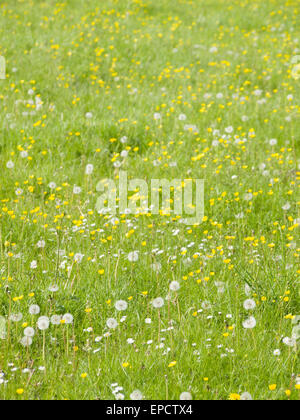 Various wild flowers growing in a field of grass. Stock Photo