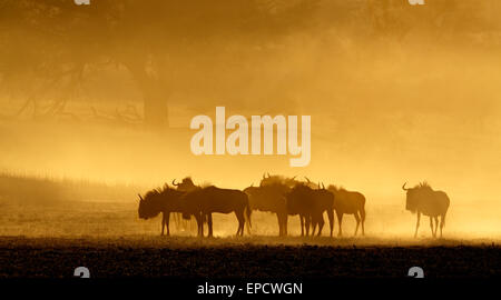 Blue wildebeest (Connochaetes taurinus) in dust at sunrise, Kalahari desert, South Africa Stock Photo