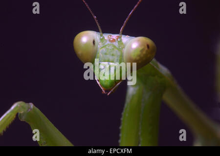 Portrait of Giant Indian Praying mantis, probably Hierodula membranacea or Hierodula grandis, on leaves in Tamil Nadu, South Ind Stock Photo