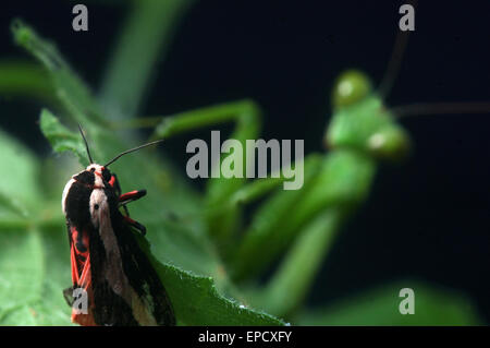 Giant Indian Praying mantis, probably Hierodula membranacea or Hierodula grandis, stalking a moth in Tamil Nadu, South India Stock Photo