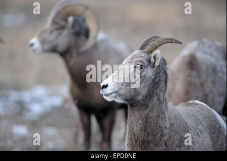 During the Bighorn Sheep (Ovis canadensis) rut a ewe is never far from a watchful ram, Western Montana Stock Photo