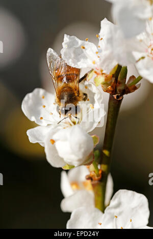 A honey bee on a Prunus cerasifera (flowering cherry)  flower head Stock Photo