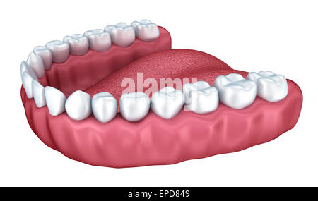 Human teeth opening isolated on white background, 3D rendering Stock ...
