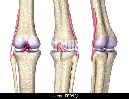 Knee joint anatomy, 3D model Stock Photo