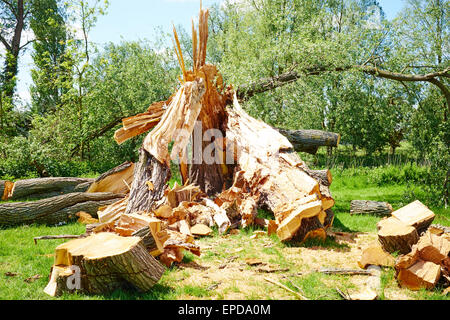 Fallen Tree Damaged By A Storm Riverside Park St Neots Cambridgeshire UK Stock Photo