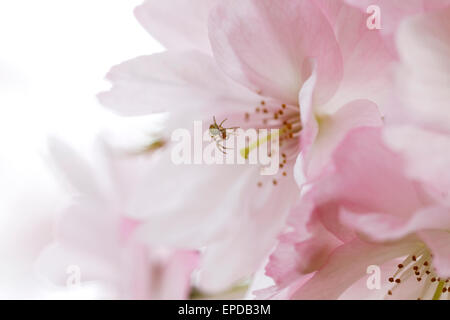 A spider hanging from its web on the flower of a pink flowering cherry tree Stock Photo