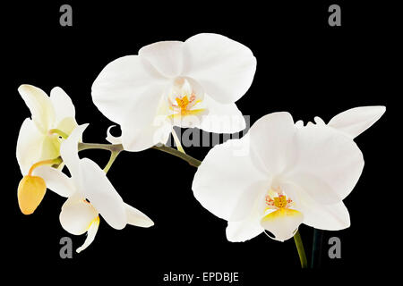 White orchid on black background Stock Photo