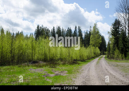 Winding gravel road through a forest in spring colors Stock Photo