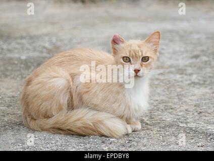 Wild street cat, sad cat, sick street cat, social issue Stock Photo