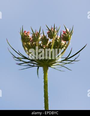 Maltese flora, maltese plants, green blossom in blue blur background close up, blossom grass in spring time in Malta, wild Stock Photo