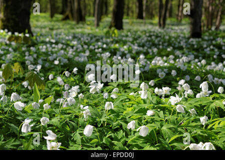 Anemone nemorosa is an early-spring flowering plant in the genus Anemone in the family Ranunculaceae, native to Europe. Stock Photo