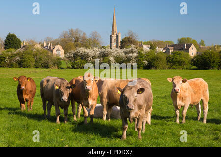 Cows in meadow by Cotswold village, Burford, Cotswolds, Oxfordshire, England, United Kingdom, Europe Stock Photo